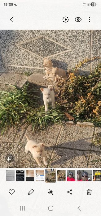 Малки кученца на месец и полвина