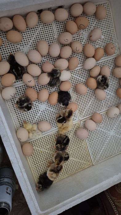 Продам инкубатор