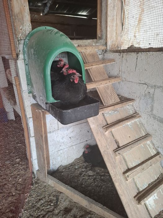 Oua pentru incubat Australorp