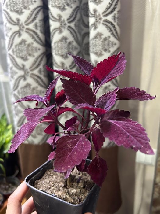 Комнатные  цветы от 2500