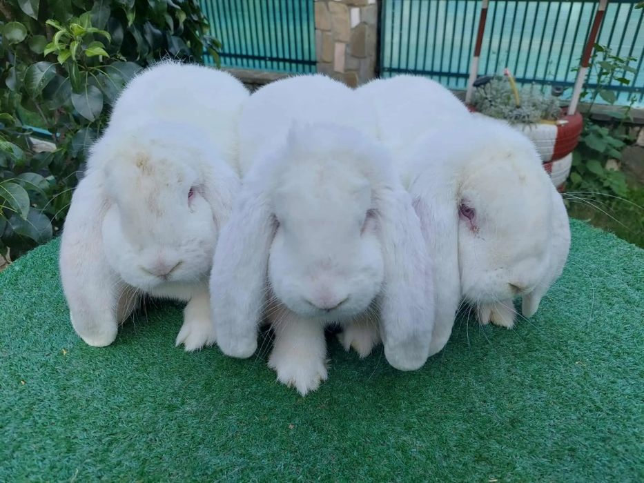 Iepuri berbec german și uriaș german