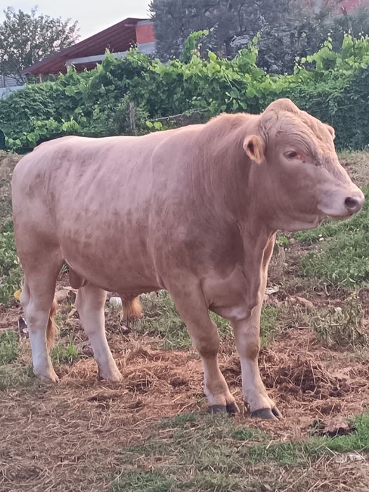 Vaca și Taure de vânzare un an jumate și un an și patru luni