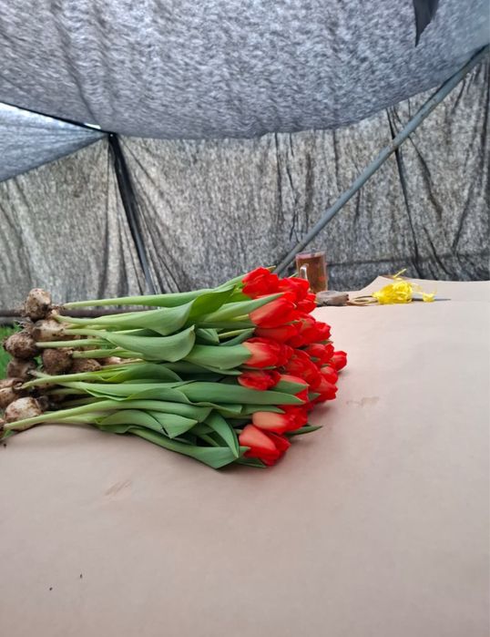 Тюльпаны оптом и в  розницу.оптом тюльпаны по низкои цене