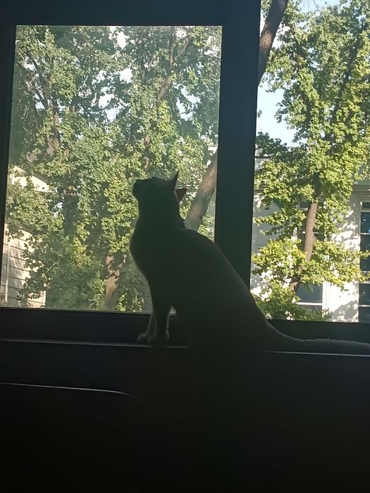 Пристраиваеться очень добрый и ласковый кот и собака тоже