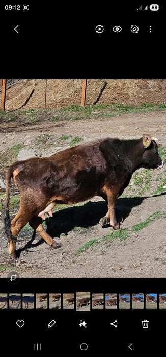 Продам коров с телятами