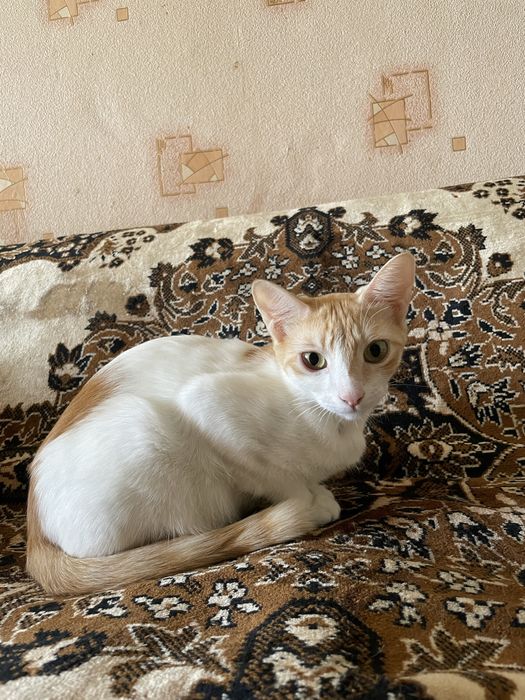 В добрые руки кошечка