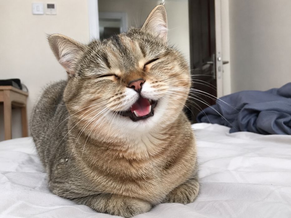 Передержка кошек/ котов