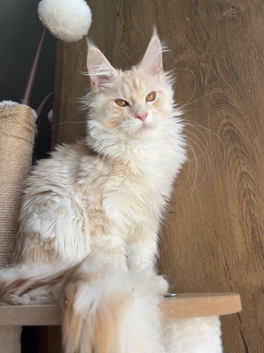 Baietel Maine Coon PEDIGREE Felisa