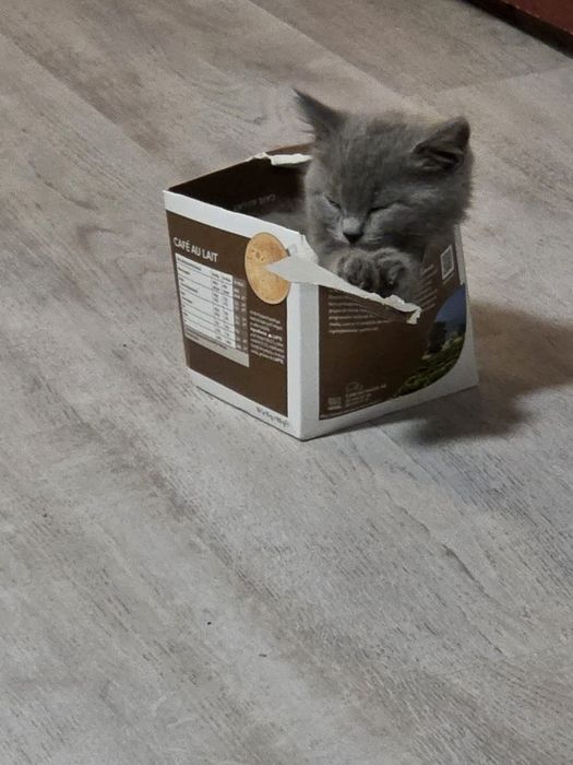 British shorthair blue