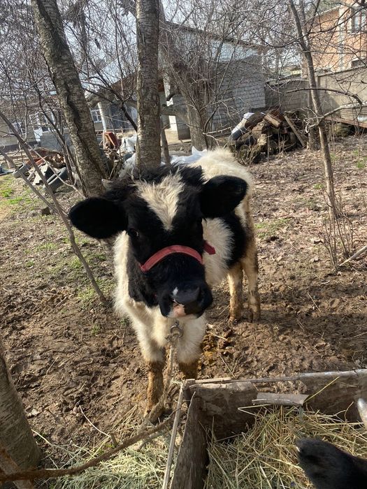 Бузаулар бар жасына жетпеген