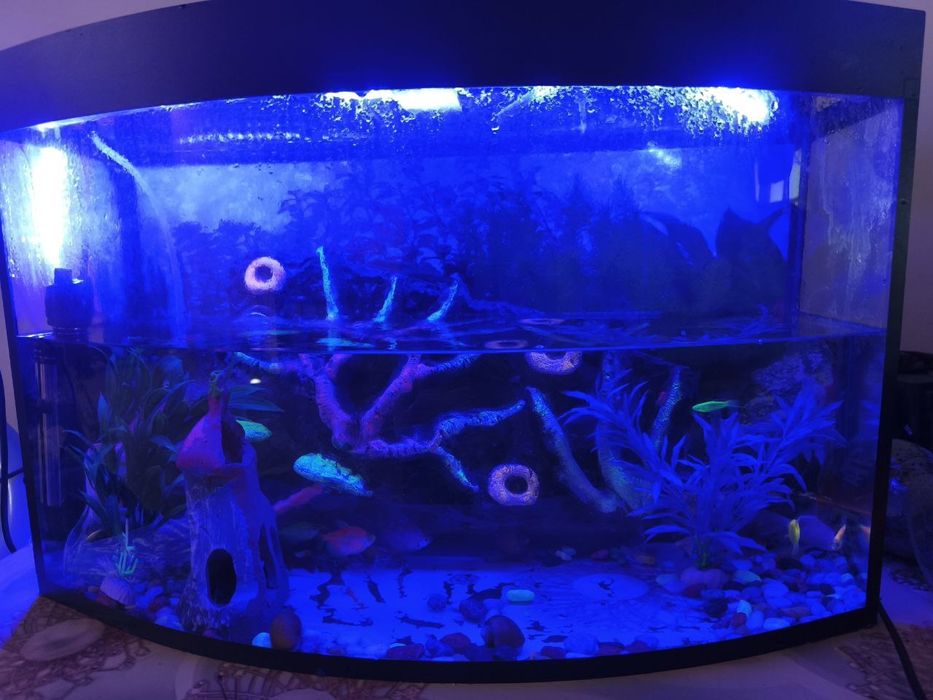 АКВАРИУМ тез ва арзон сотилади