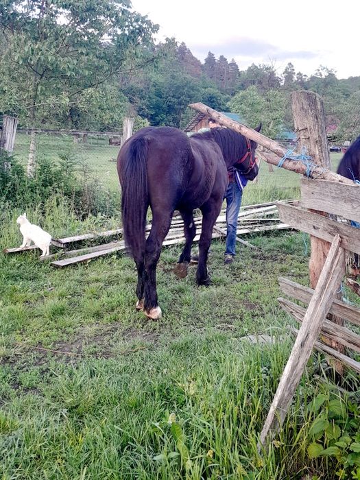 Vand mânză,de una an e cuinte,plnada detali la telefo..........
