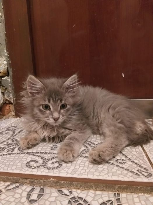 Үйде өскен мысықтарым тегін беремін