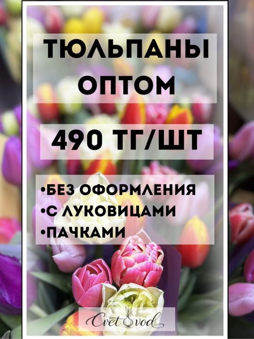 Тюльпаны оптом из теплицы