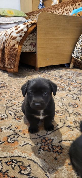 Donez catei talie mica