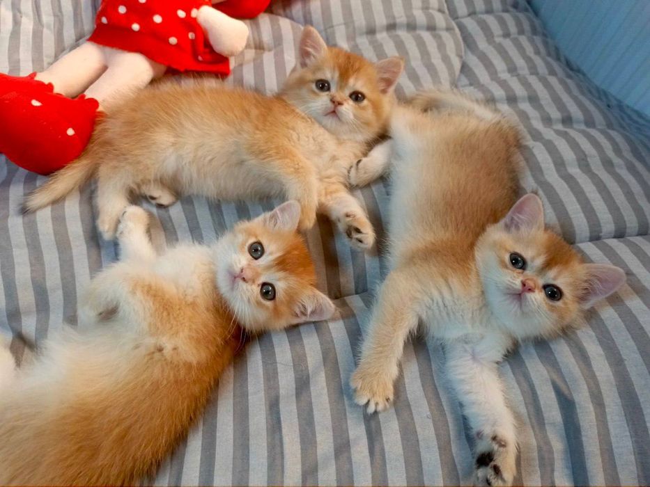 Zalatistiy shinshila ny12lar sotuvda