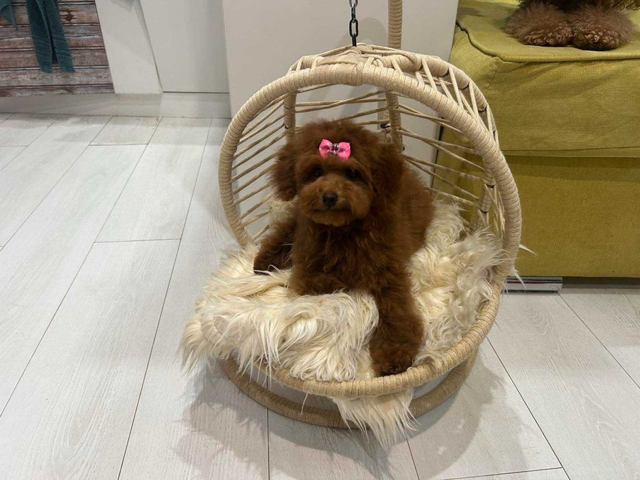 Той-Мини Пудел Ред -Априкот