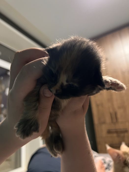 Продам Мейн Куна девочку