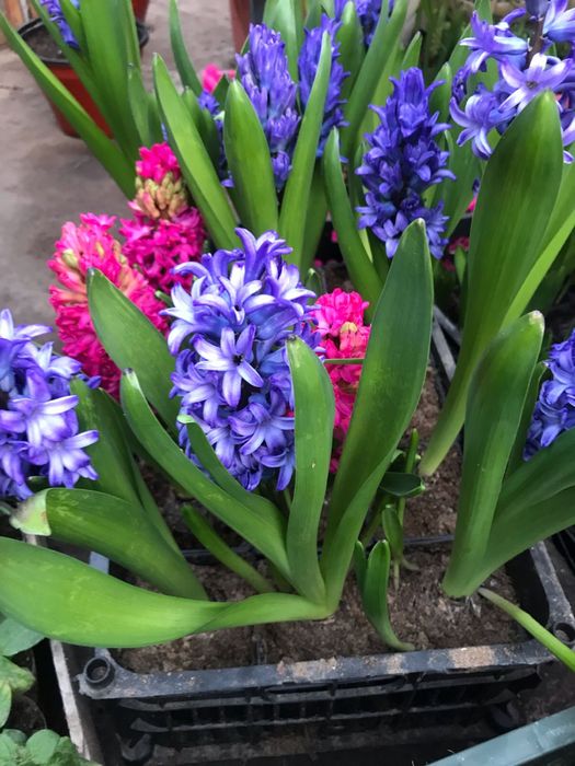 Гиацинты цветущие