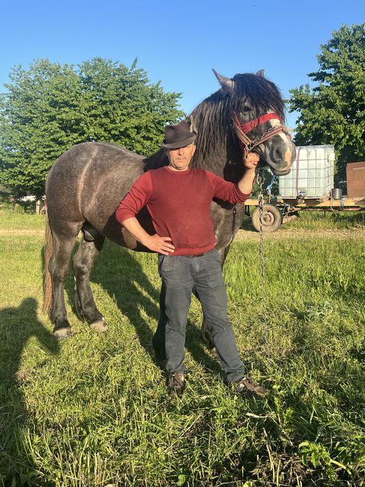 Mânz de 2 ani de vanzare