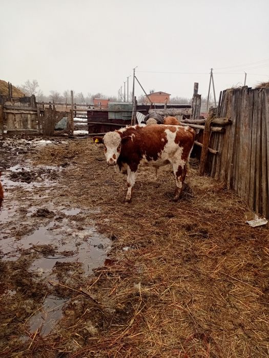 Патсос бұзаулар сатылады