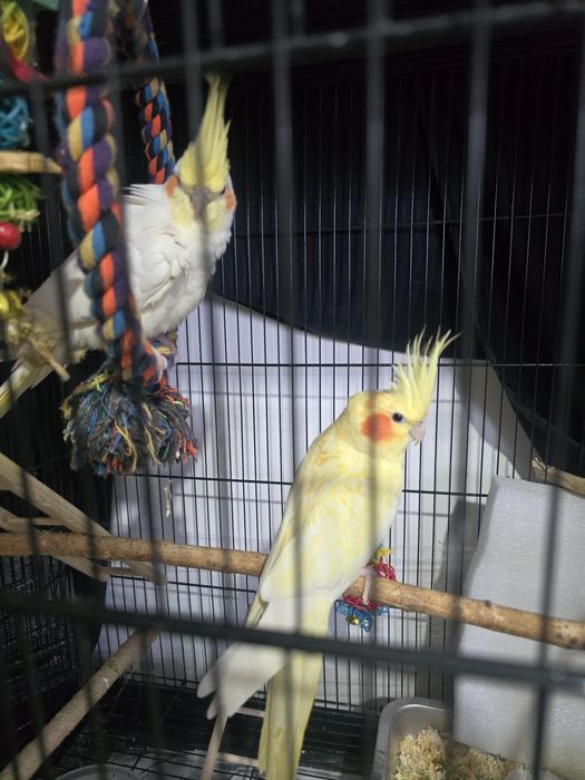 Сформированная пара Корелл для разведения