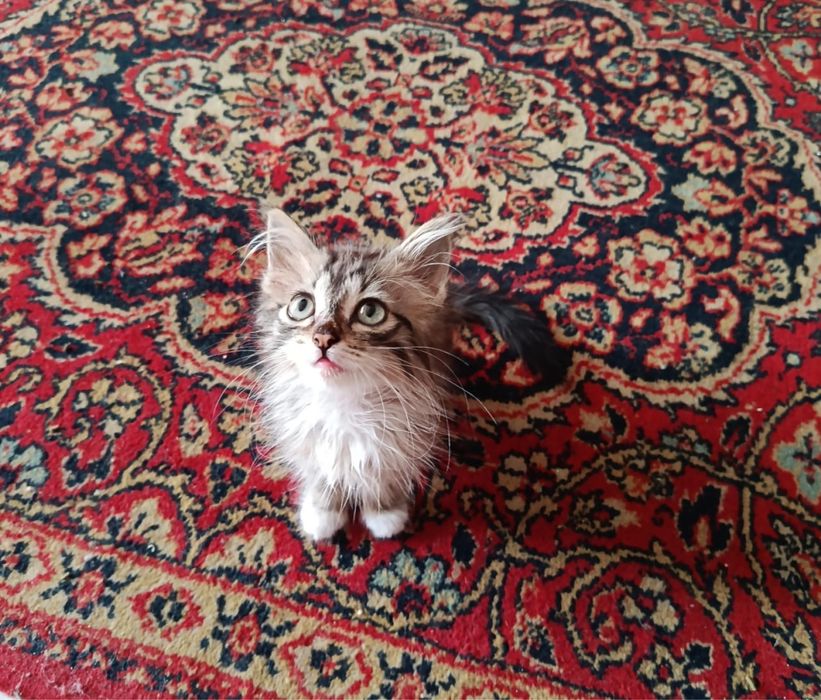 Пристраиваются котята