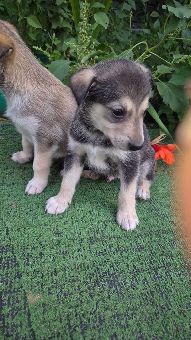 Щенки маламута бесплатно