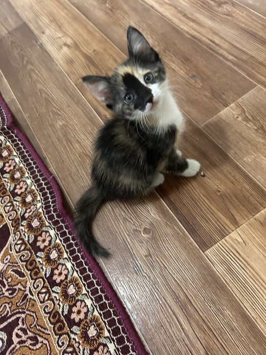 Котёнка отдам в добрые руки