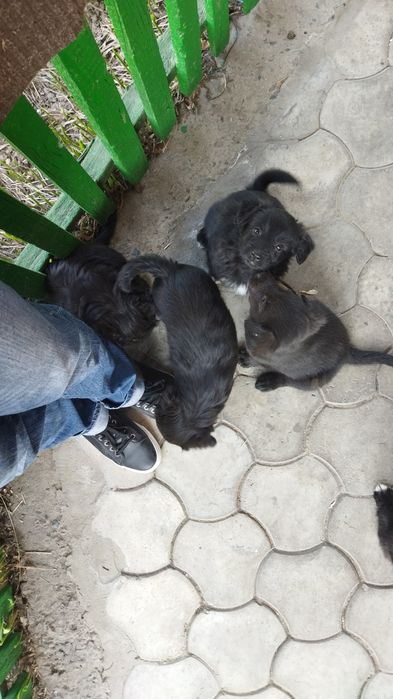 Щенки 4 девочки, 3 мальчика