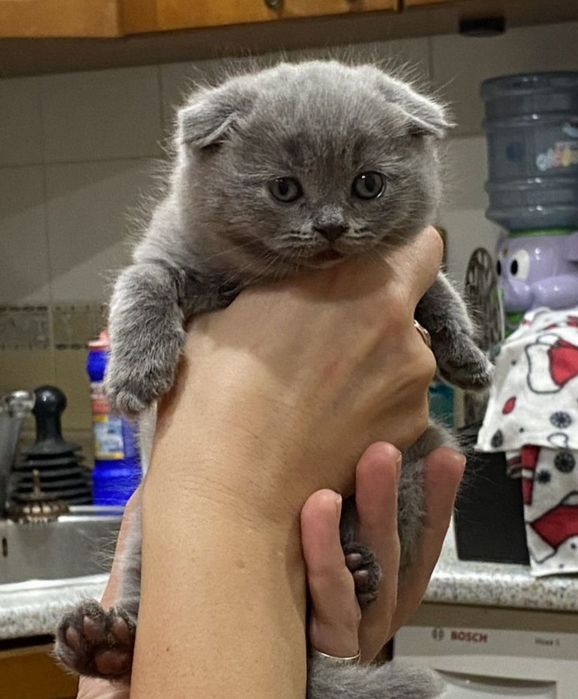 Шотландский вислоухий котёнок