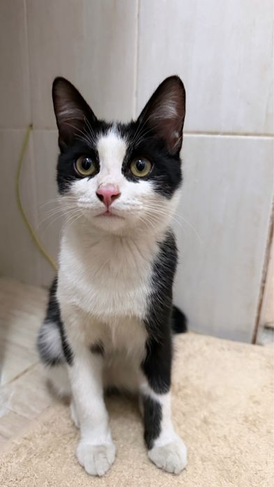 Котенок 6 месяцев