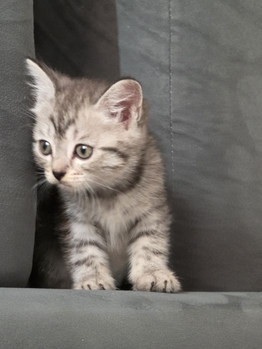 Котенок скоттиш страйт