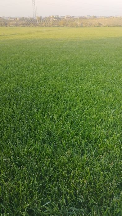 Газон Gazon ОПТОМ.