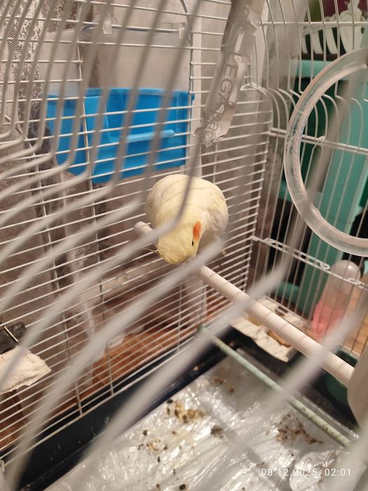 Продам попугая Корелла, самец