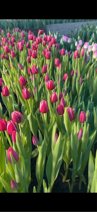 Голландские тюльпаны