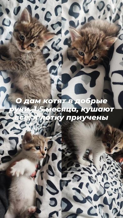 Отдам котят в хорошие руки
