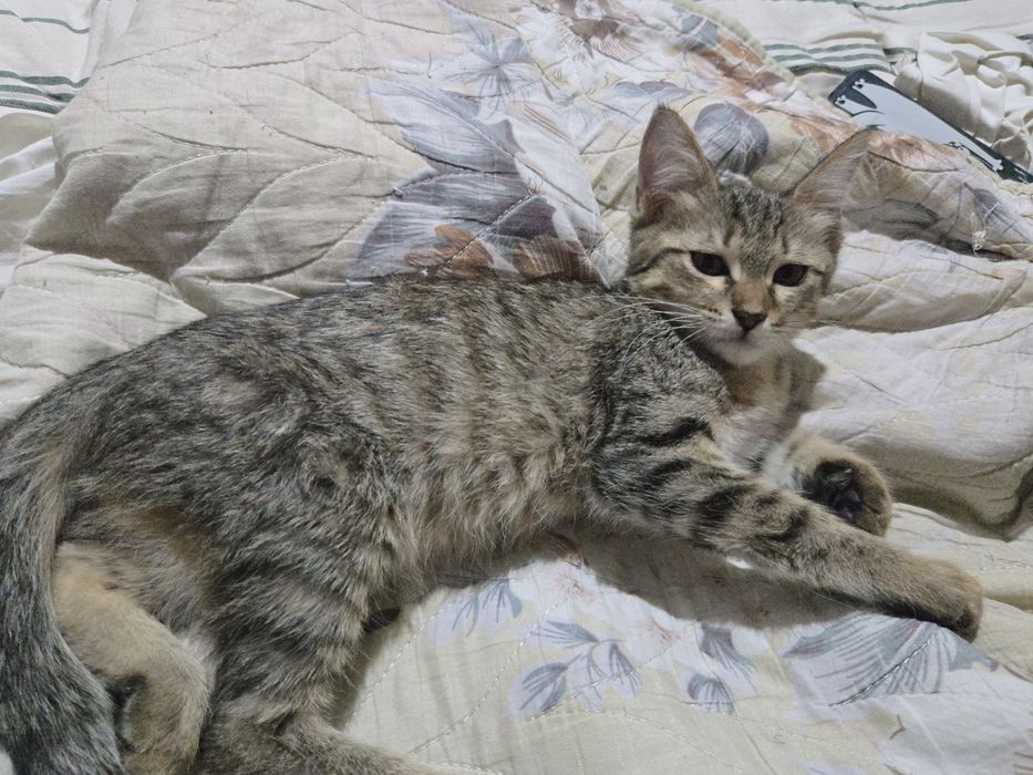 Отдадим котят в добрые руки