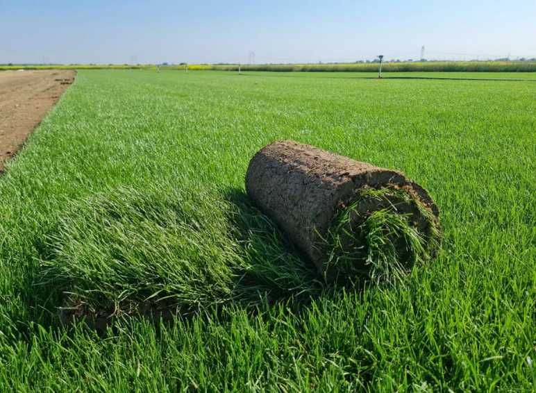 Gazon Rulou Sport sau Rustic