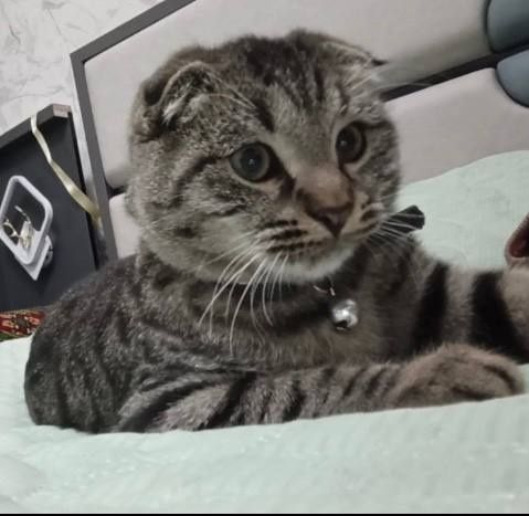 Mushuk scottish fold