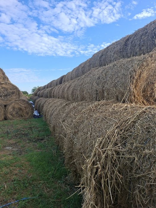 Vând baloți de iarbă