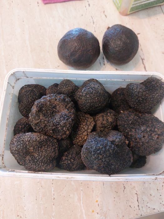 Trufe proaspete fresh parfumate savuroase trimit in tara