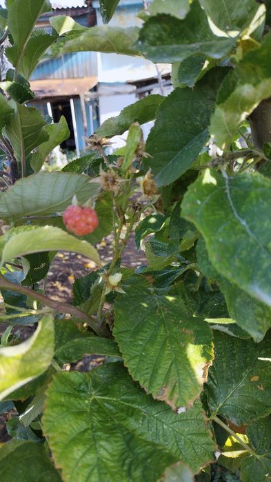 Продается дача 16,73 соток