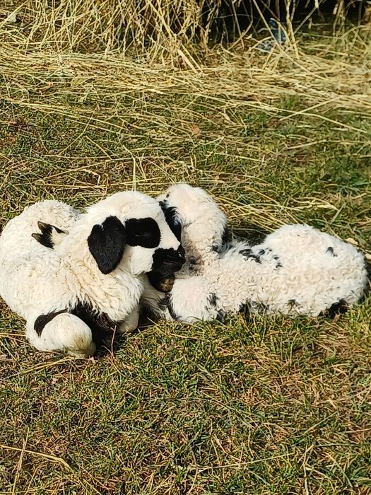 Vand oi cu miei si noatine