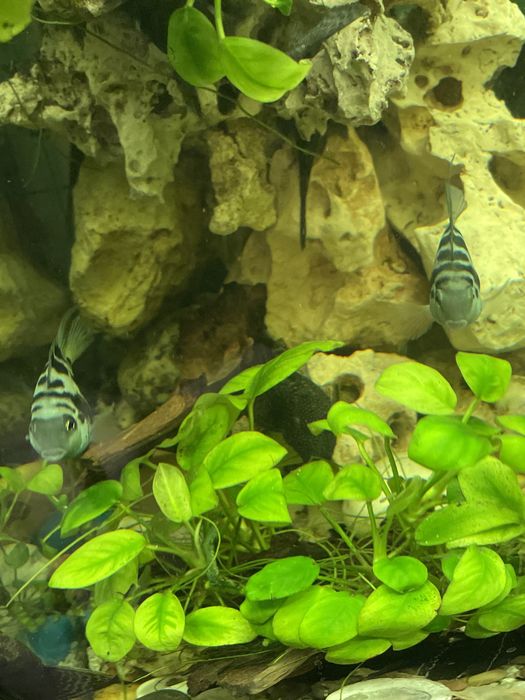 Сапфировый попугай