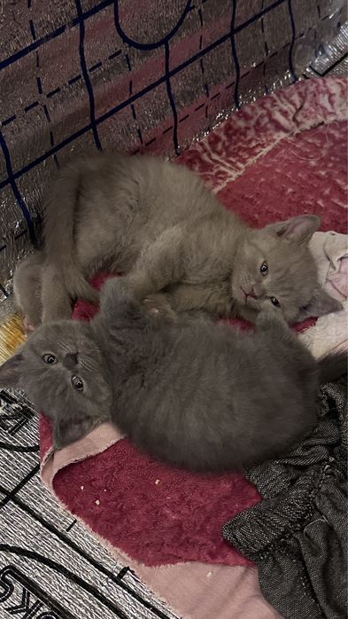 Срочно продаются британские котята чистокровные