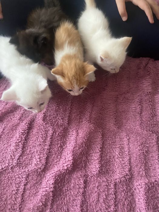 Отдам котят в добрые руки