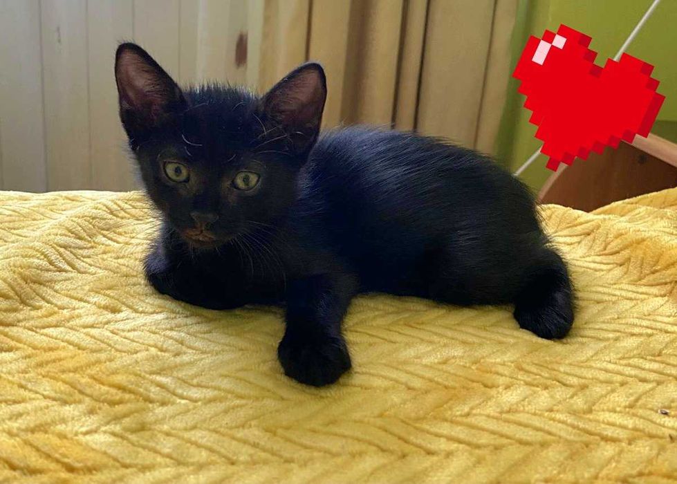 Adoptie pisicut negru Martinel