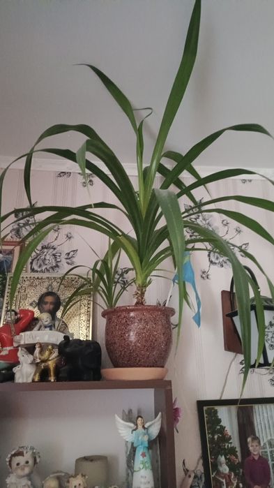 Пальма(винтовая)