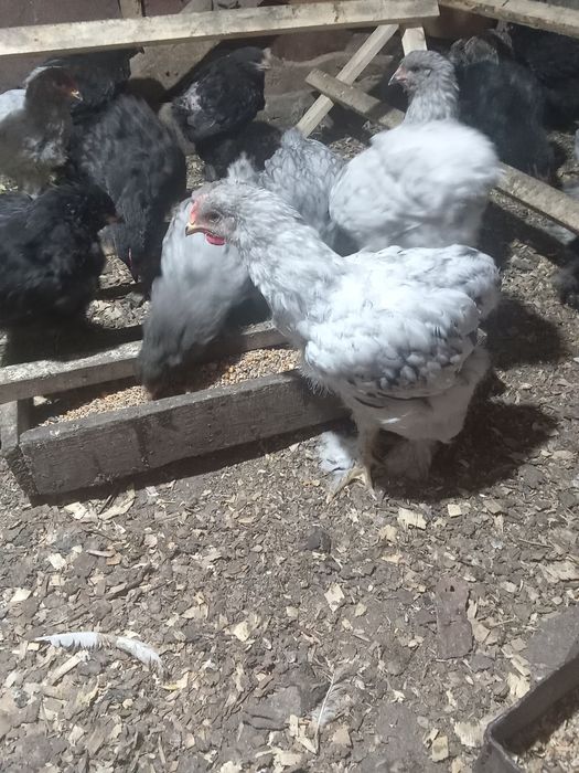 Брамовские цеплята